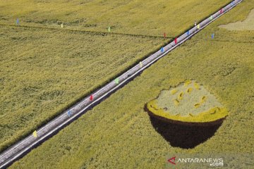 Hamparan sawah berpola unik di Kota Fujin China