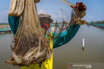 Panen perdana budi daya perikanan air payau