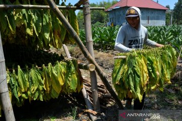 Akademisi nilai tarif cukai tembakau dapat pengaruhi persaingan usaha