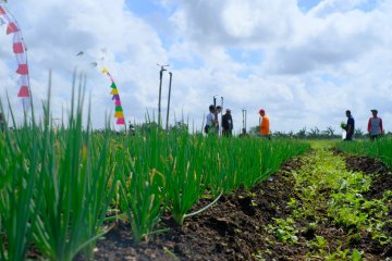 BRG dorong budidaya pertanian alami di lahan gambut