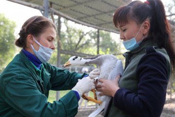 Belanda musnahkan 200.000 ayam usai deteksi kasus flu burung kedua