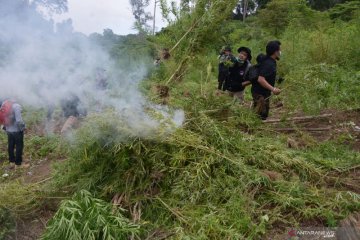 Polisi musnahkan temuan 10 hektare ladang ganja di Aceh