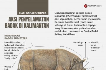 Aksi penyelamatan badak di Kalimantan