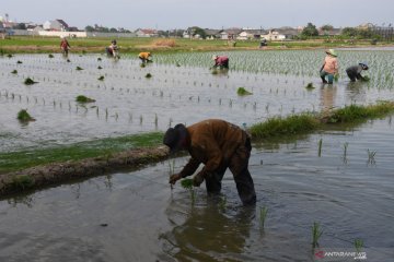 Jakarta Utara benahi sistem irigasi pertanian