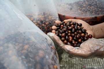 Pemohon layanan uji mutu kopi di Jabar meningkat