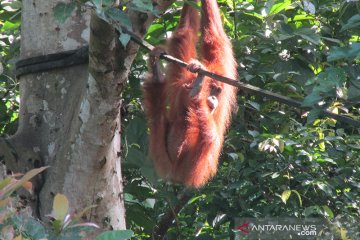 BKSDA: Satu individu orangutan lahir di cagar alam Jantho
