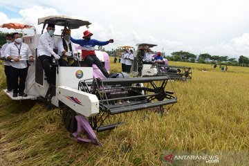 Mentan panen raya di tengah pandemi COVID-19 di Aceh Besar
