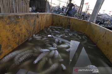 Teripang tangkapan nelayan