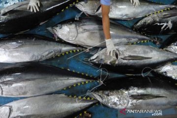 KKP sebut rencana pengelolaan perikanan tuna mendesak untuk dibuat