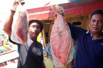 Produksi ikan laut di Batang meningkat