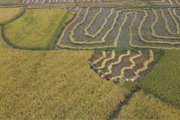 Melihat cara unik para petani memanen padi di China tengah