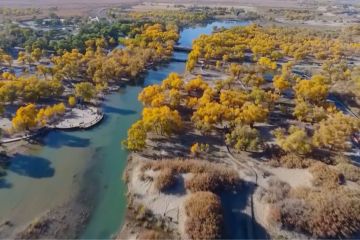 Tengok keindahan hutan Populus euphratica di Mongolia Dalam