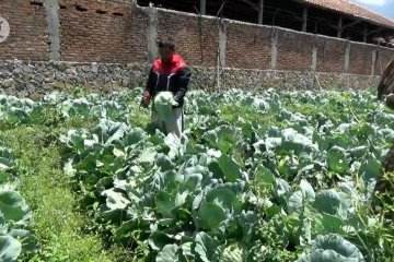 DPRD Magetan dorong Pemkab borong hasil sayuran petani