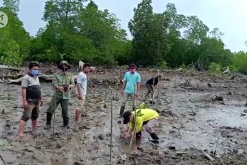 Padat Karya Penanaman Mangrove bantu pemulihan ekonomi Sultra