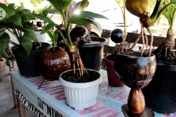 Tanaman bonsai kelapa mulai digemari di Aceh