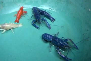 Budidaya lobster warna-warni, keuntungan tinggi di tengah pandemi