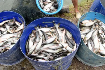 Kampung patin, desa mandiri melalui budidaya ikan 