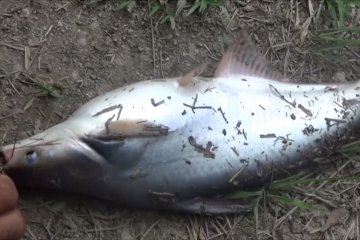 Kolam percontohan Panamas pemasok ikan patin terbesar di Kapuas