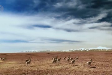 Usai melahirkan di Hoh Xil kawanan antelop Tibet pulang ke habitat asli