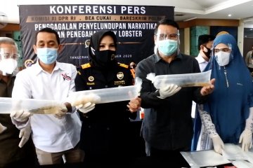 Bea Cukai gagalkan penyelundupan 1,2 juta benih lobster ke Vietnam