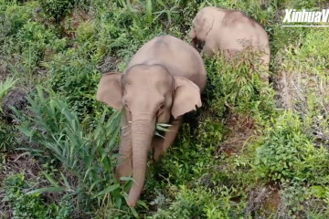 Kawanan gajah liar masuk ke perdesaan China mencari makan