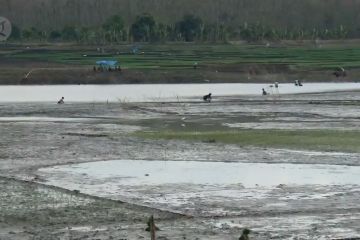 Air waduk surut, warga manfaatkan lahan waduk untuk bercocok tanam