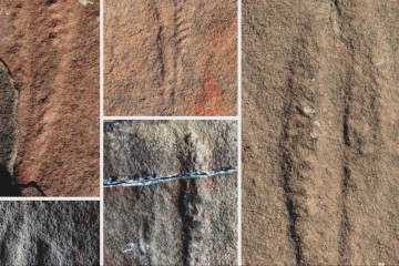 Arkeolog temukan fosil berusia 550 juta tahun di hulu Sungai Yangtze