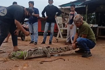 Datangi permukiman warga, buaya muara di Pangkalpinang dipasung