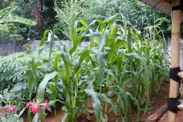Jaga ketahanan pangan, DKP Kota Tangerang bagikan bibit tanaman produktif