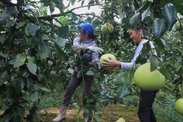 Jeruk bali madu bawa kemakmuran bagi petani di Provinsi Hunan, China