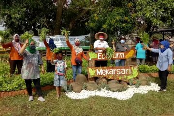Wali Kota Tangerang panen raya hasil program ketahanan pangan