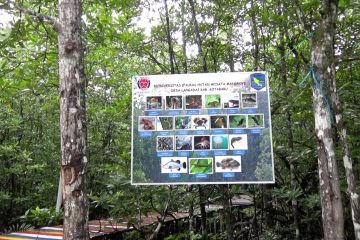 Wisata hutan mangrove Desa Langadai, Kotabaru