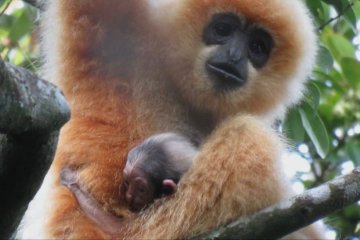 Bayi primata terlangka di dunia terlihat di Hainan, China selatan