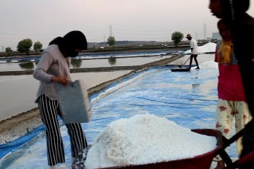 Panen garam tiba, petani ingin ada HPP