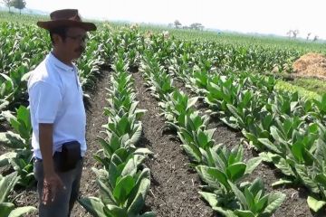 Petani tembakau Ngawi dihadapkan kesulitan menjual hasil panen