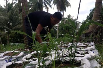 Untung berlipat dari tananam jahe yang berkhasiat