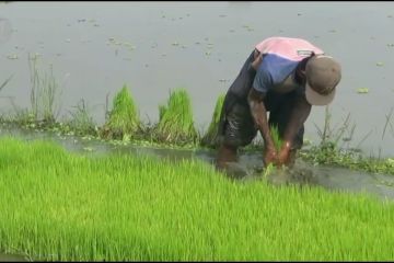 BPS: upah nominal buruh tani naik 0,12 persen