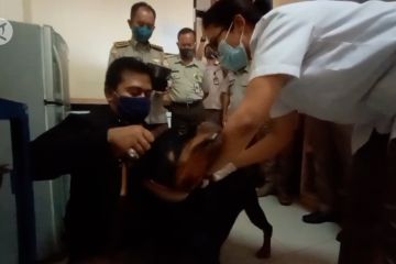 Peringati Hari Rabies Sedunia, anjing di Kota Palu dipasangi cip