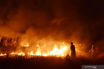 Kebakaran lahan tebu di Madiun