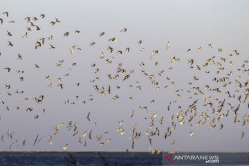 Migrasi burung pesisir utara