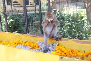 Umat Hindu Bali lakukan ritual beri makan kera di Pura Pulaki-Buleleng