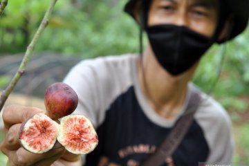 Budi daya buah tin di Kota Bogor