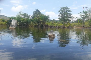 Danau Sentani surut, tinggalan megalitik menhir muncul ke permukaan