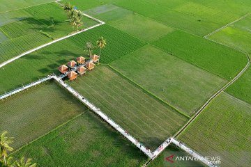 Wisata sawah Desa Huntu Selatan ramai dikunjungi wisatawan