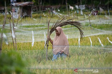 Mengusir hama burung ancam panen padi