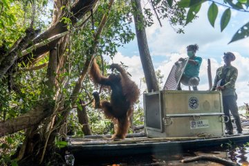BKSDA-IARI translokasikan orangutan ke hutan rawa gambut Ketapang