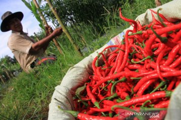 Harga cabai tingkat petani mulai membaik
