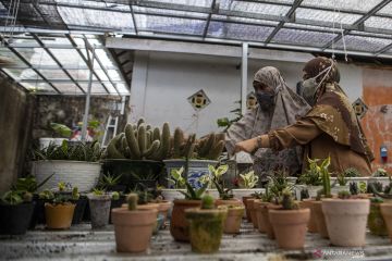 Selama Pandemi Penjualan Kaktus Mini Meningkat