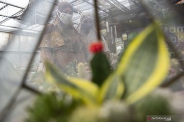 Selama Pandemi Penjualan Kaktus Mini Meningkat