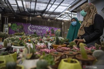 Selama Pandemi Penjualan Kaktus Mini Meningkat